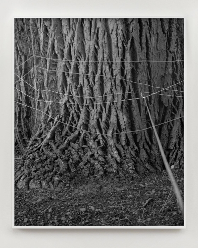 https://www.theadlerindex.com/files/gimgs/th-5_drawing no_ 53 I tied my camera to a hundred year old tree.jpg